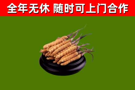 柘荣回收散虫草