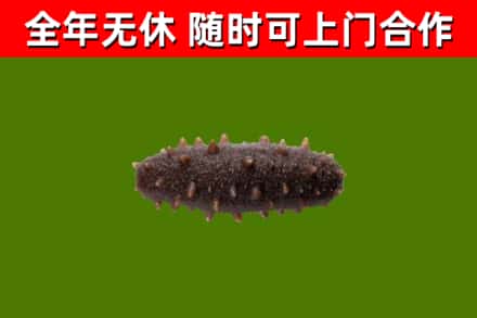 柘荣回收海参干